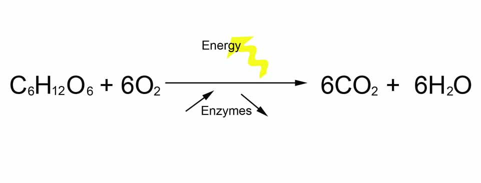 simple photosynthesis equation. The formula for breaking down glucose can be written: