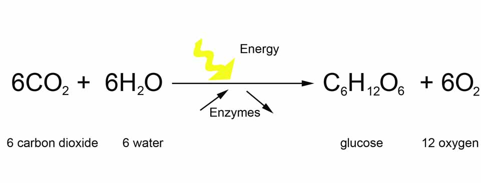 photosynthesis formula. The overall process of photosynthesis and carbon fixation involves a 
